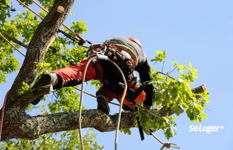Élagage des arbres à Casablanca