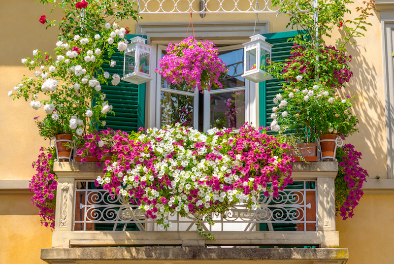 Conseils pour un balcon fleuri à Casablanca