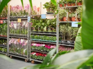 Plantes Casablanca
