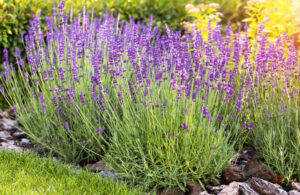 Top 10 des plantes qui résistent à la chaleur à Casablanca
