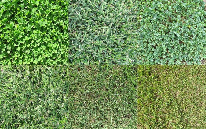 Quel gazon choisir pour le climat de Casablanca ? Conseils d'experts en jardinage