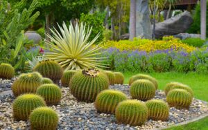 Créer un Jardin Sec à Casablanca : Moins d’Eau – Plus de Beauté (Xéropaysagisme)