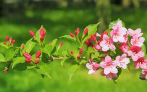 Quelles Plantes Choisir à Casablanca ? Les Variétés Méditerranéennes Idéales