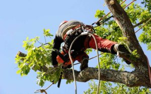 Élagage et Abattage d’Arbres Casablanca : Sécurité et Réglementation à Connaître