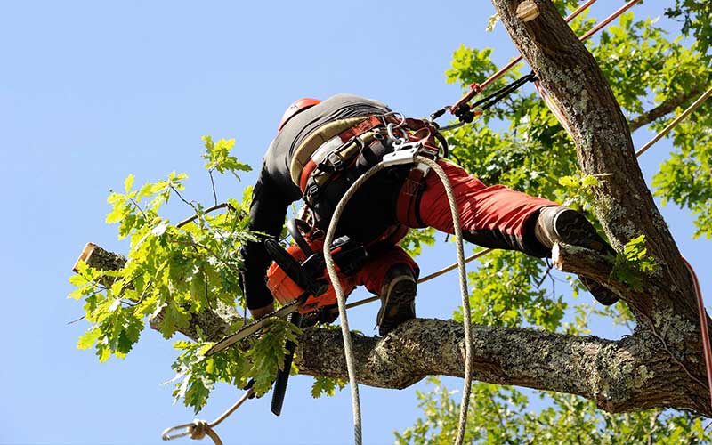 Élagage et Abattage d'Arbres Casablanca Sécurité et Réglementation à Connaître