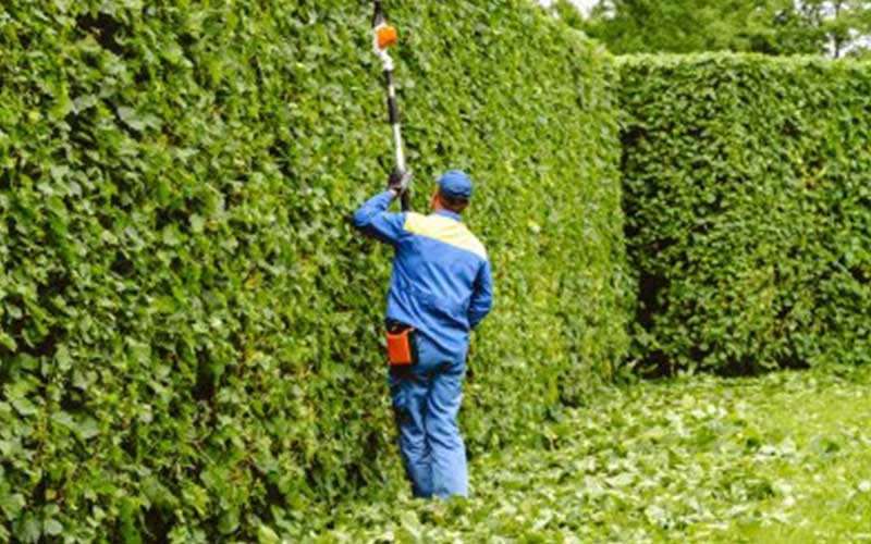 Taille de haie et élagage à Casablanca